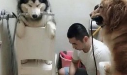 网友爆料狗狗被扎伤视频,狗狗惨遭扎伤，现场画面令人揪心